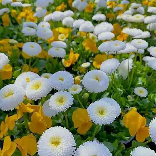 رضا دل شکسته 3